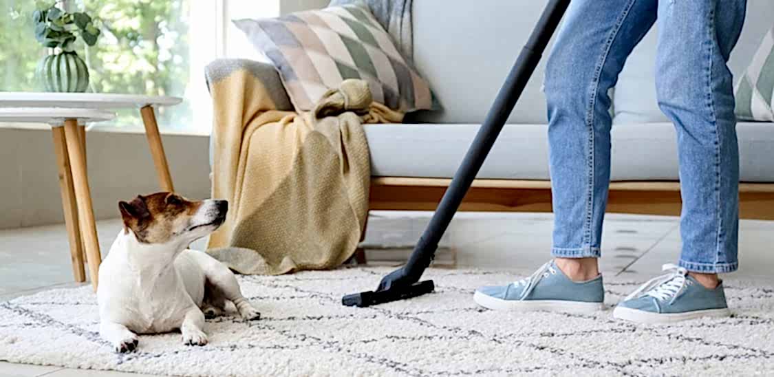 köpek sahipleri için temizlik şirketi önerileri köpek sahipleri için temizlik şirketi önerileri